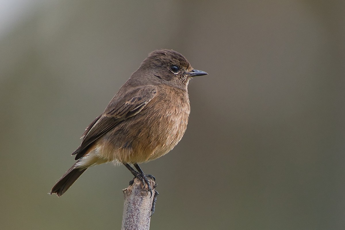 Pied Bushchat - ML645650322