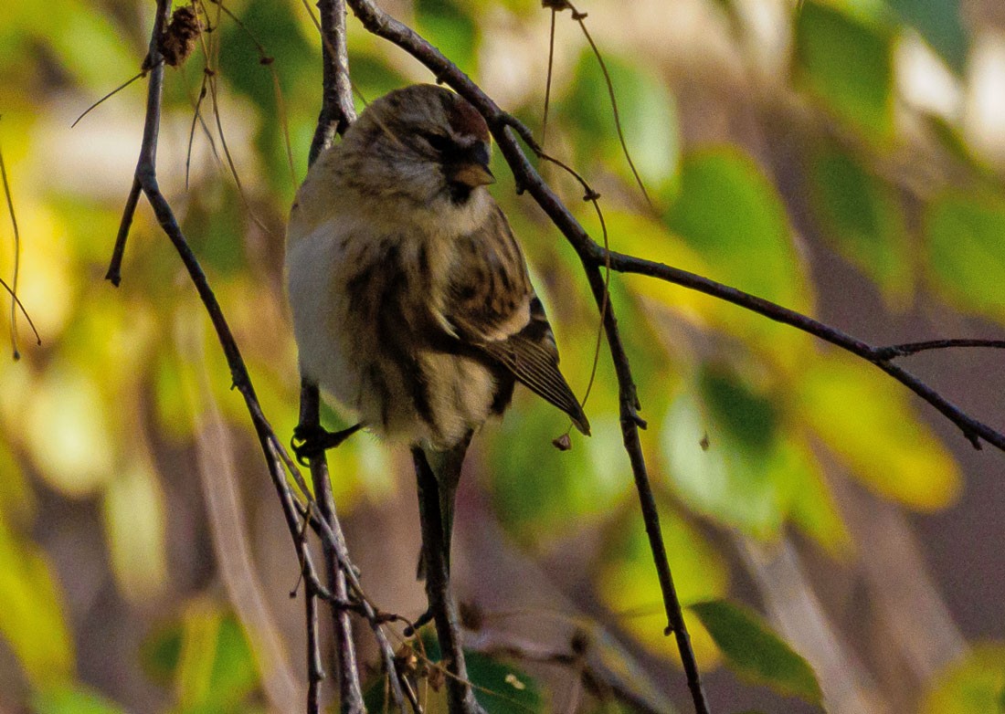 gråsisik (cabaret) (brunsisik) - ML645650326