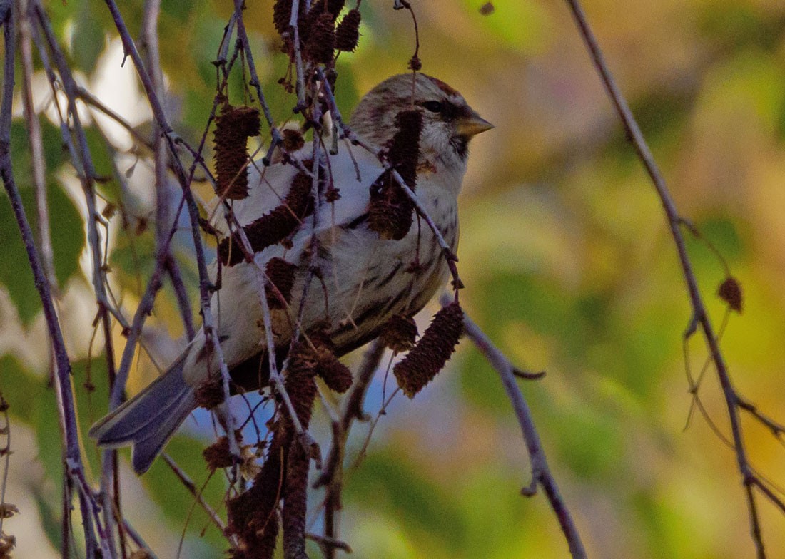 gråsisik (cabaret) (brunsisik) - ML645650327