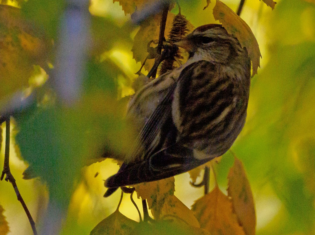 gråsisik (cabaret) (brunsisik) - ML645650328