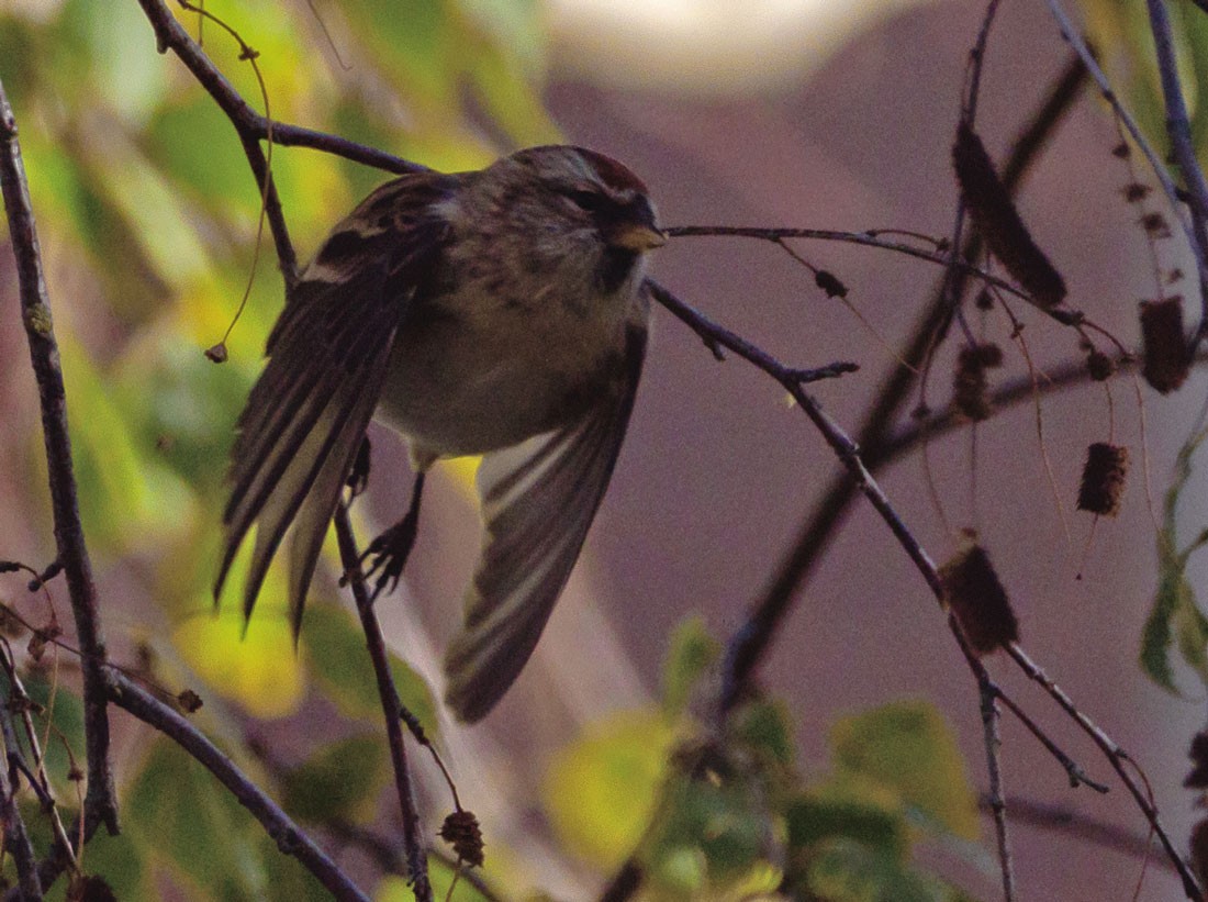 gråsisik (cabaret) (brunsisik) - ML645650329