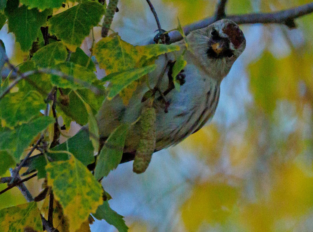 gråsisik (cabaret) (brunsisik) - ML645650330