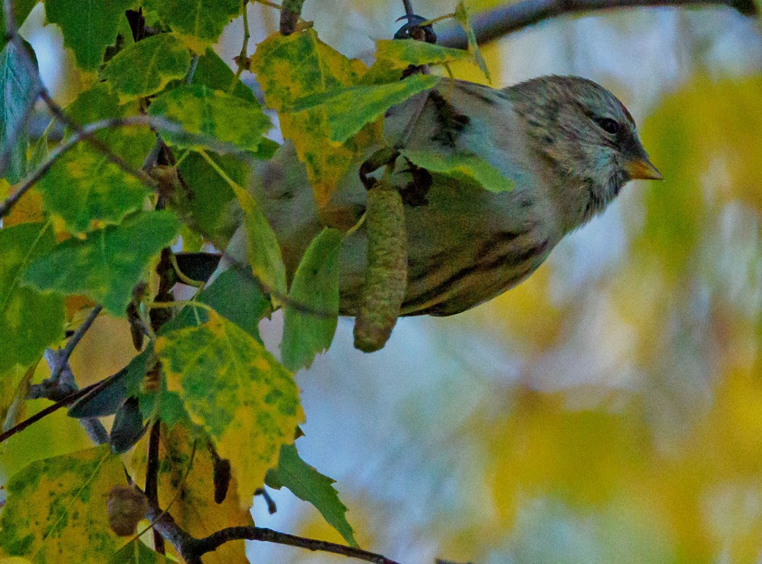 gråsisik (cabaret) (brunsisik) - ML645650331