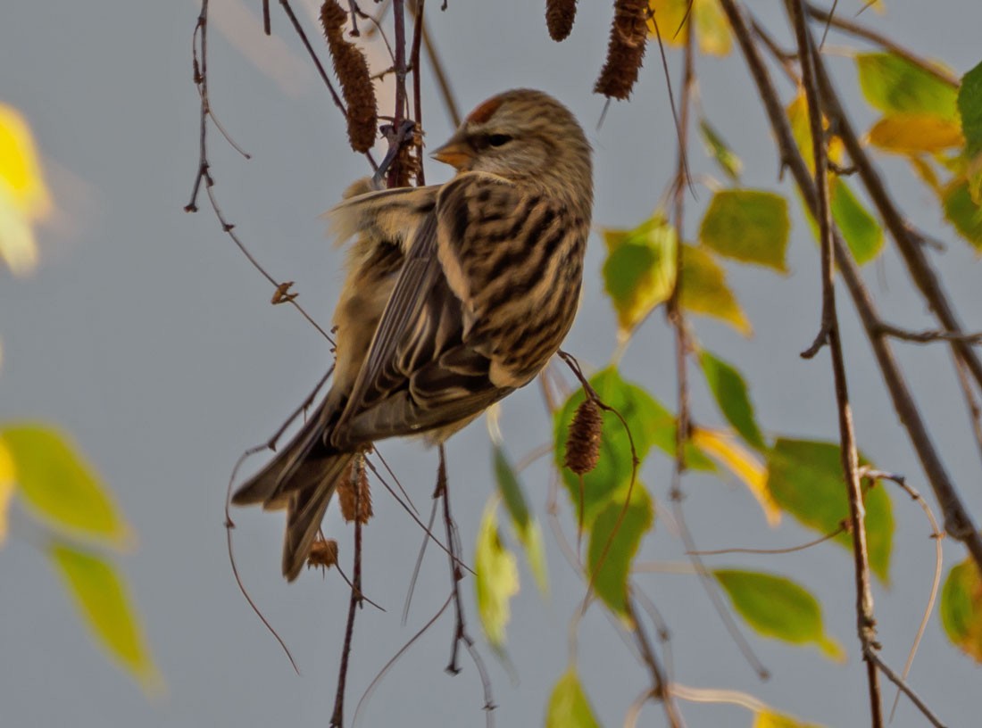 gråsisik (cabaret) (brunsisik) - ML645650332