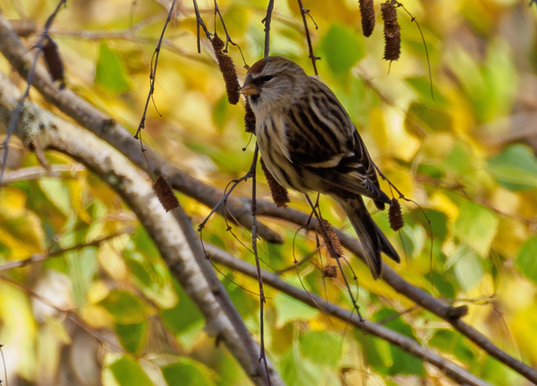 gråsisik (cabaret) (brunsisik) - ML645650333