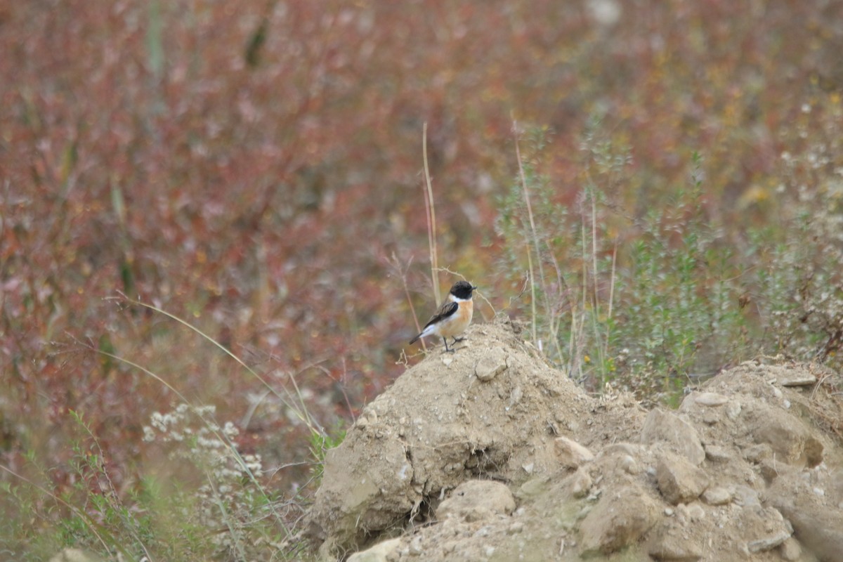 Siberian Stonechat - ML645650345