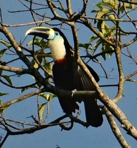 White-throated Toucan - ML645650346