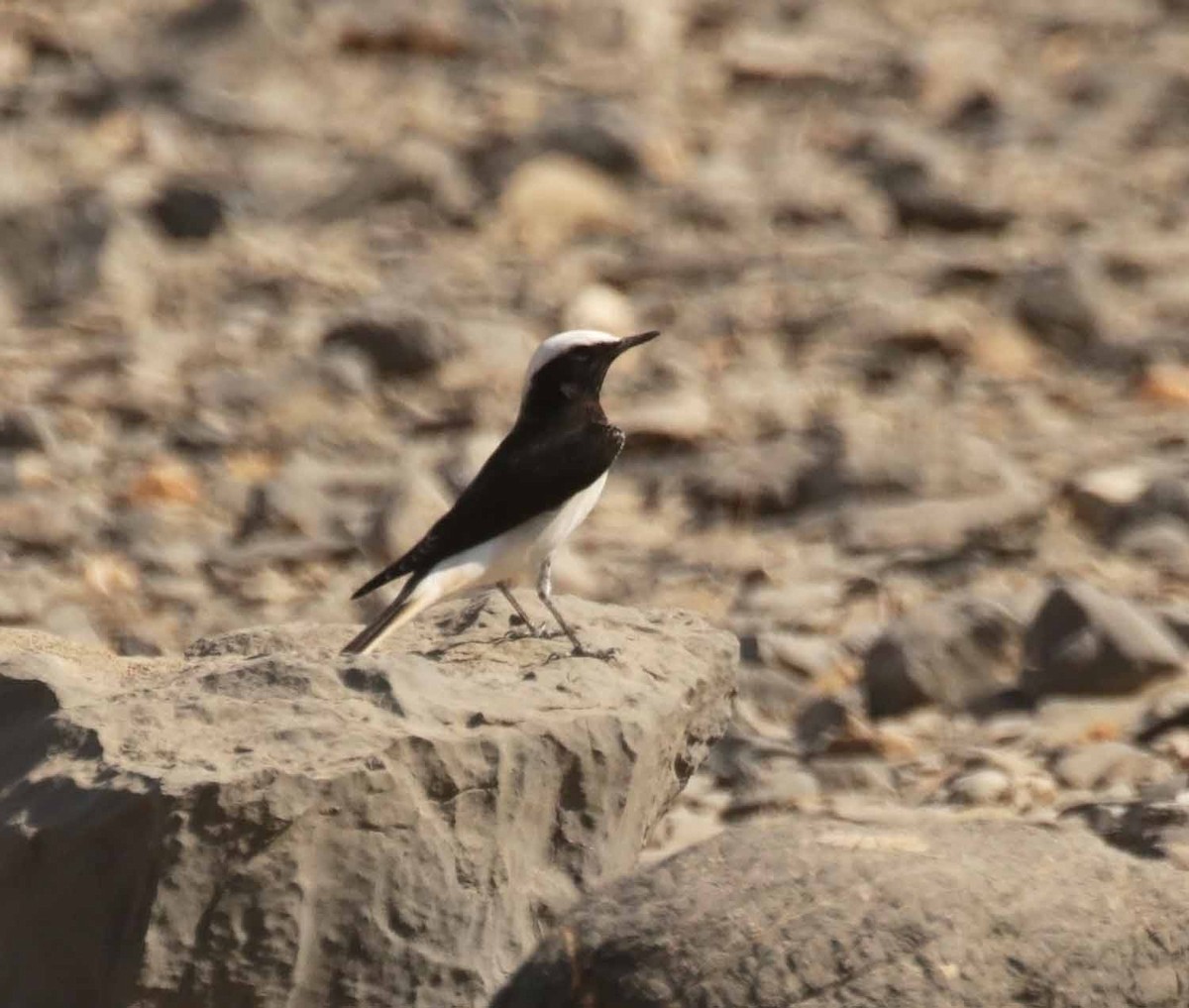 Hooded Wheatear - ML645650347