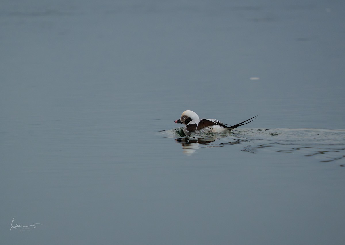 Long-tailed Duck - ML645650348
