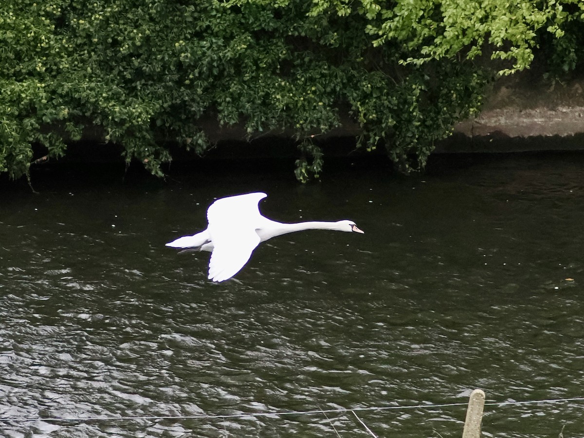 Mute Swan - ML645650350
