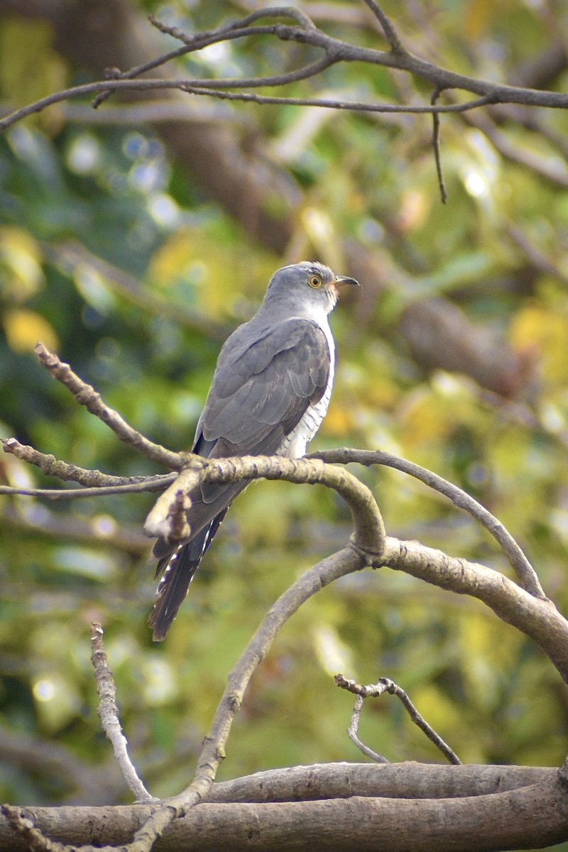 Common Cuckoo - ML645650352