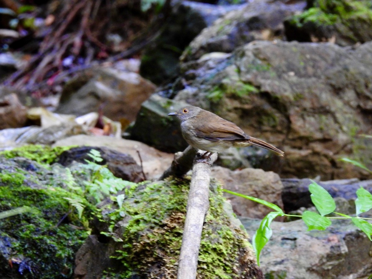 Spectacled Bulbul - ML645650353