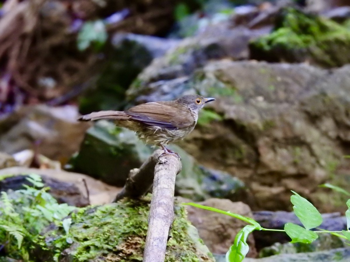 Spectacled Bulbul - ML645650354