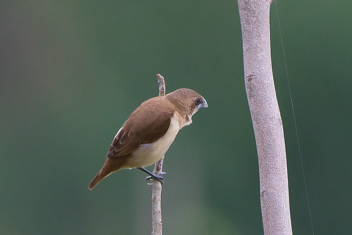 Indian Silverbill - ML645650355