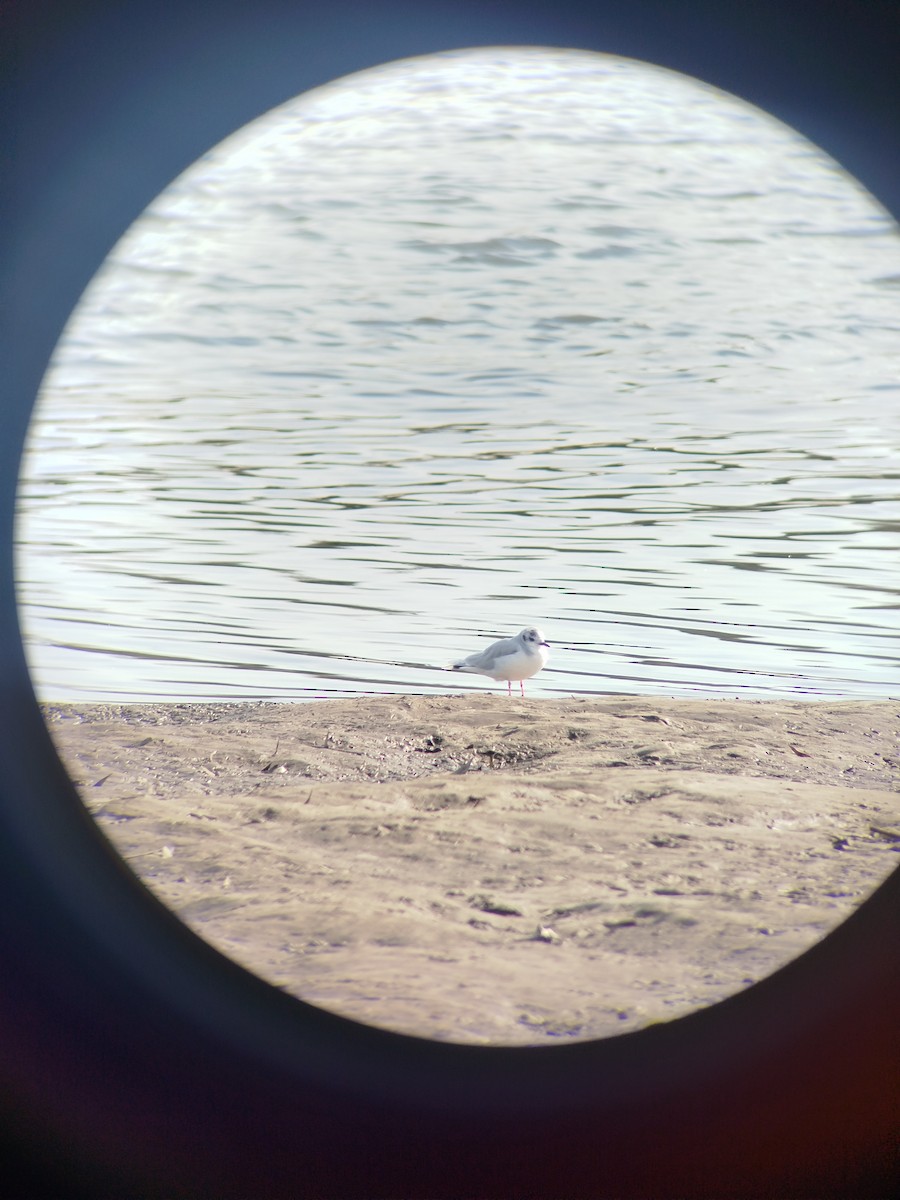 Little Gull - ML645650359