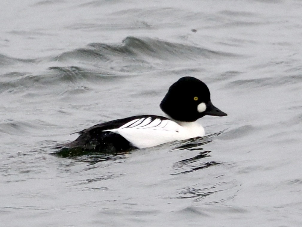 Common Goldeneye - ML645650360