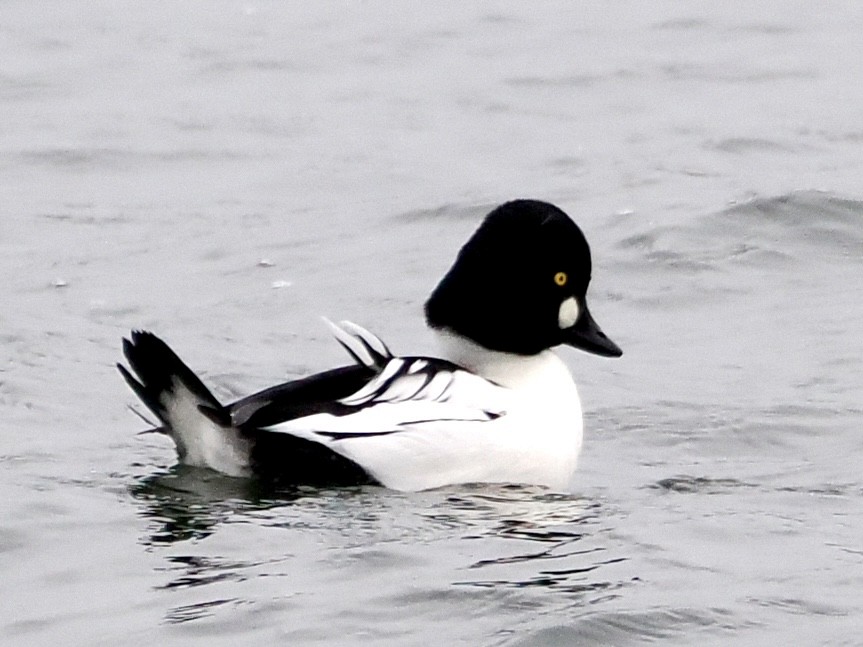Common Goldeneye - ML645650361