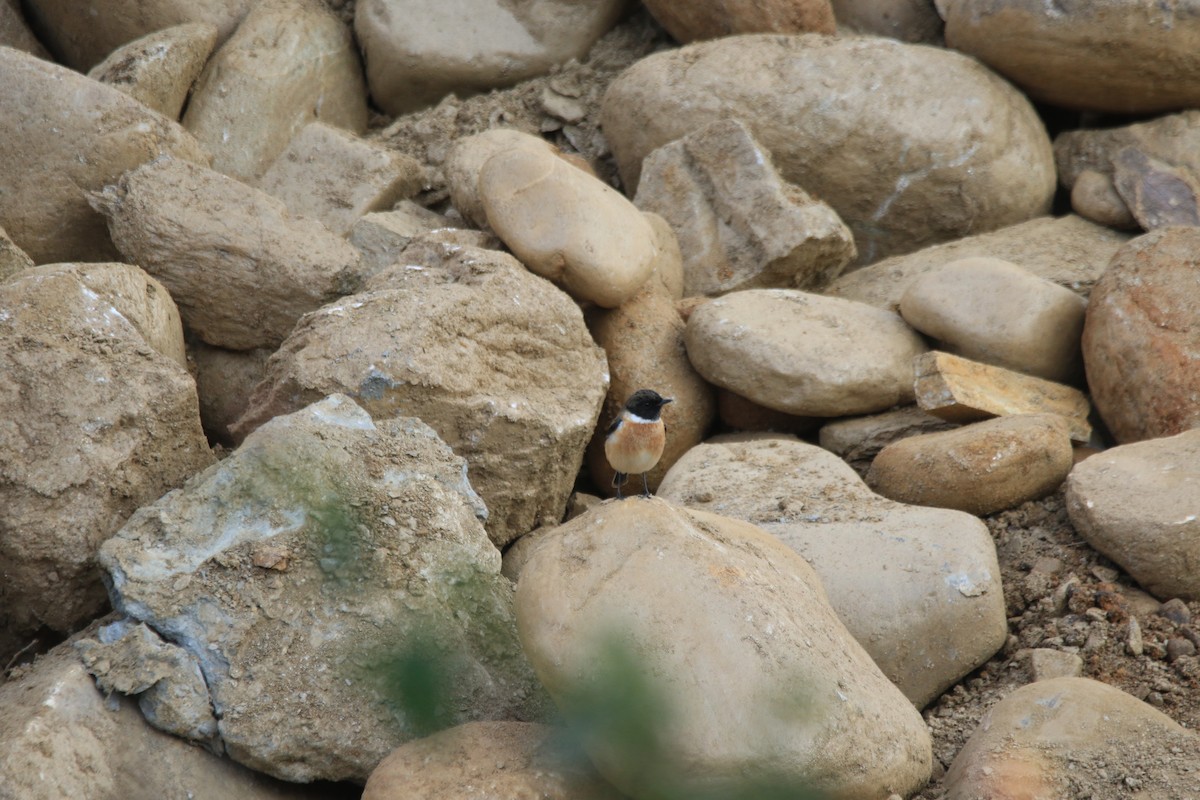 Siberian Stonechat - ML645650363