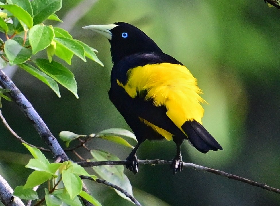 Yellow-rumped Cacique - ML645650365