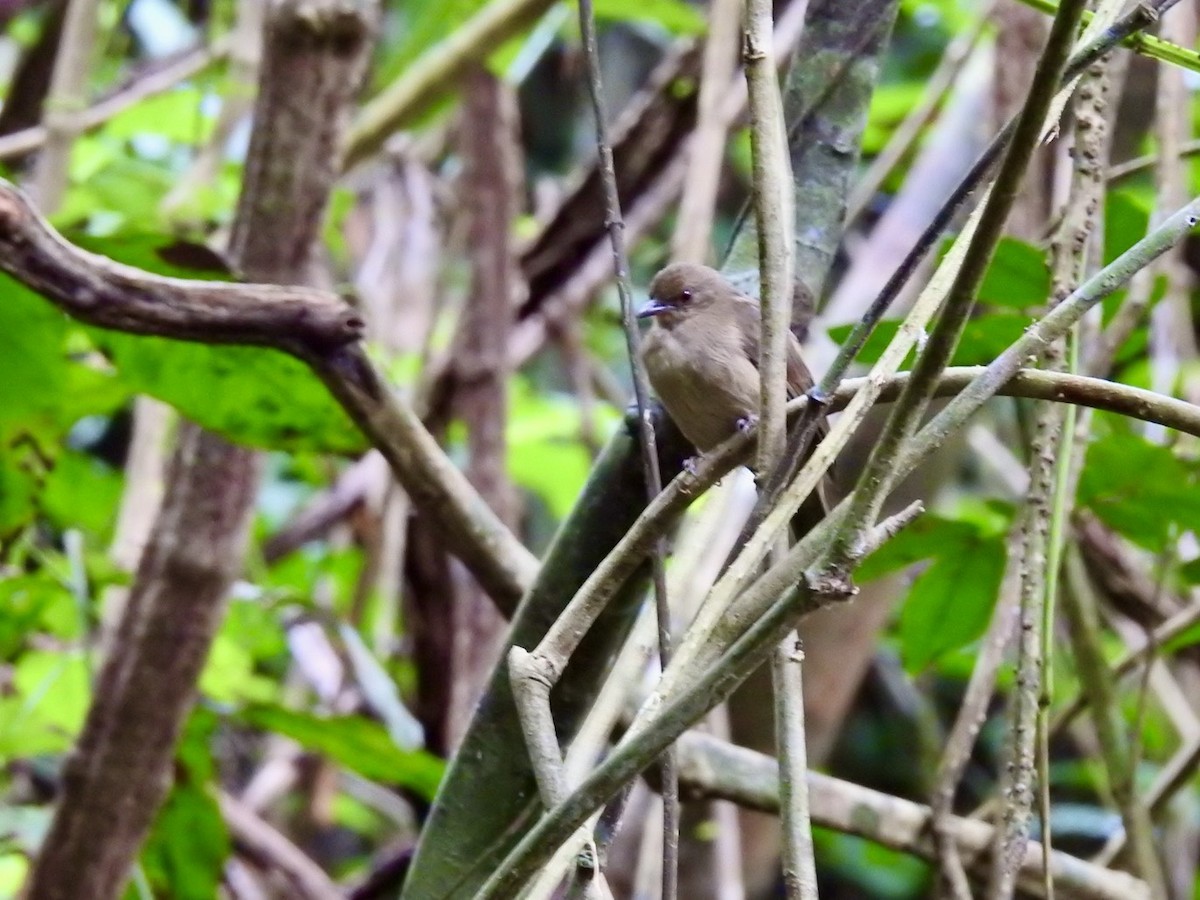 Red-eyed Bulbul - ML645650366