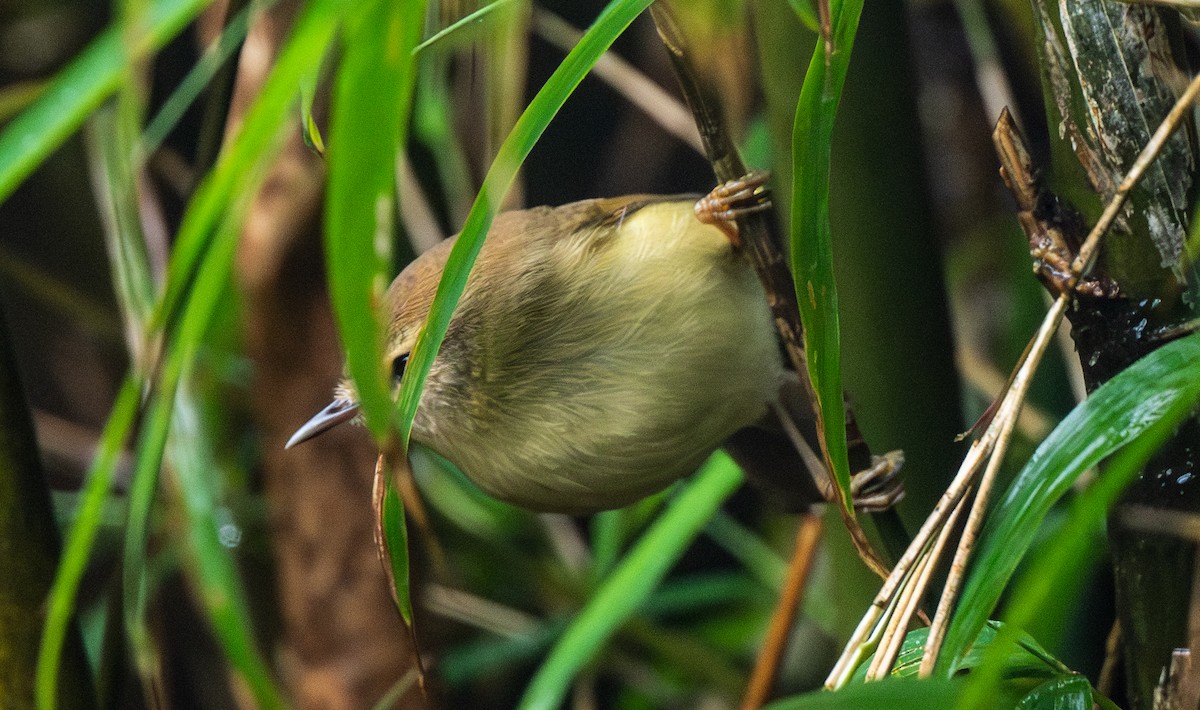 Hume's Bush Warbler - ML645650367