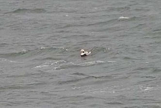 Long-tailed Duck - ML645650368