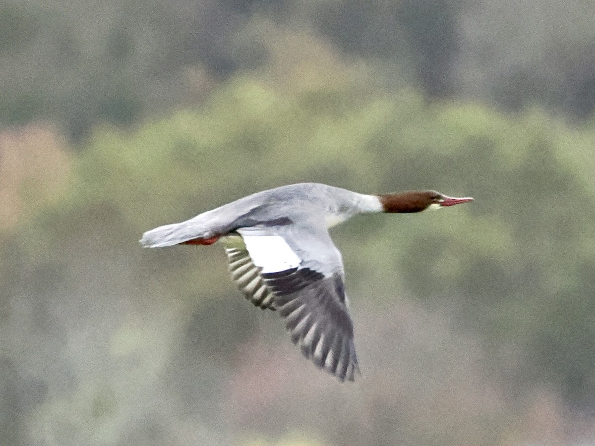 Common Merganser - ML645650369