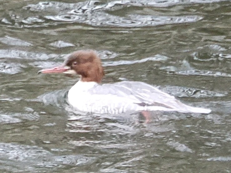 Common Merganser - ML645650370