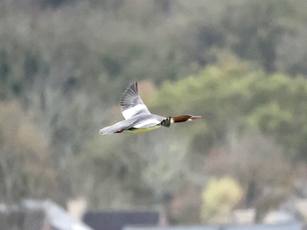 Common Merganser - ML645650371