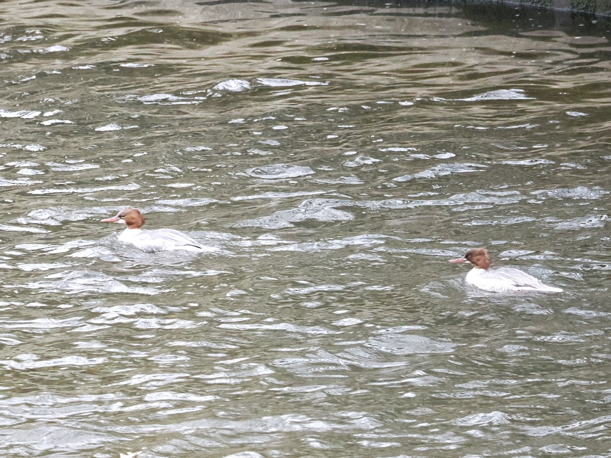 Common Merganser - ML645650372