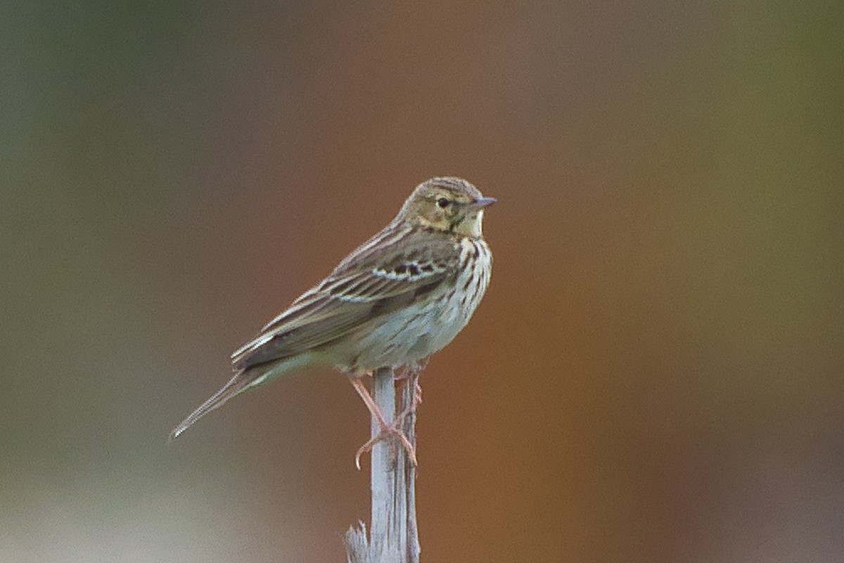 Tree Pipit - ML645650373