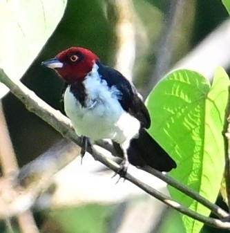 Red-capped Cardinal - ML645650375