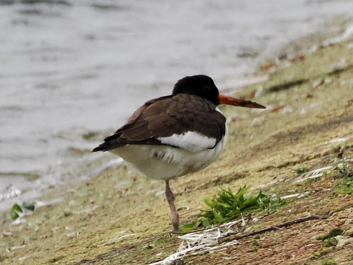 Eurasian Oystercatcher - ML645650376
