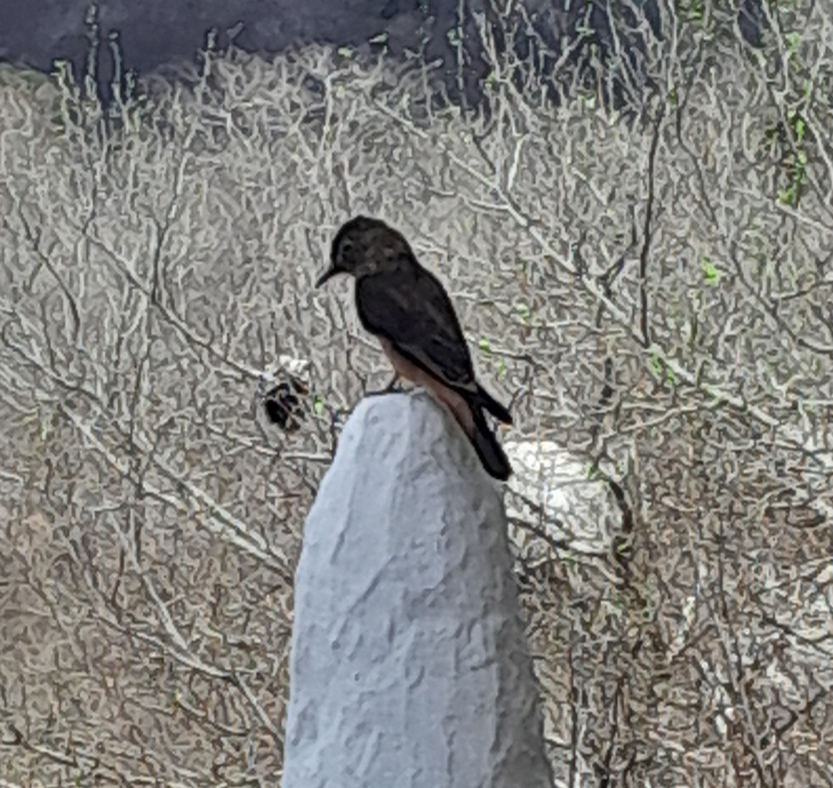 Cliff Flycatcher - ML645650377