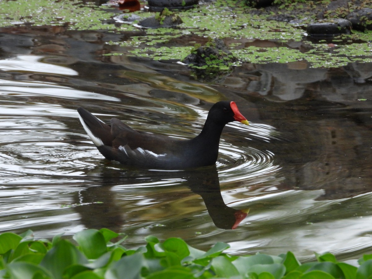 Eurasian Moorhen - ML645650378
