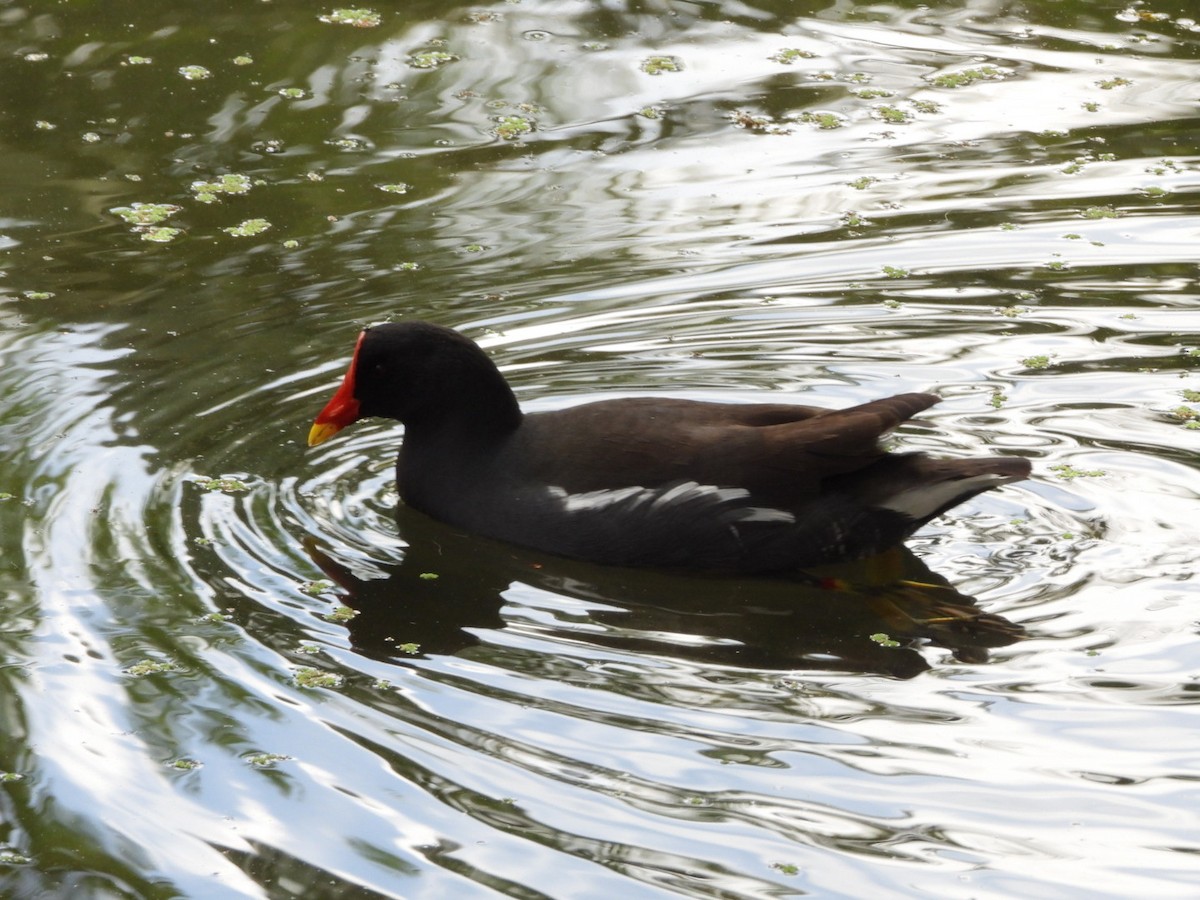 Eurasian Moorhen - ML645650380