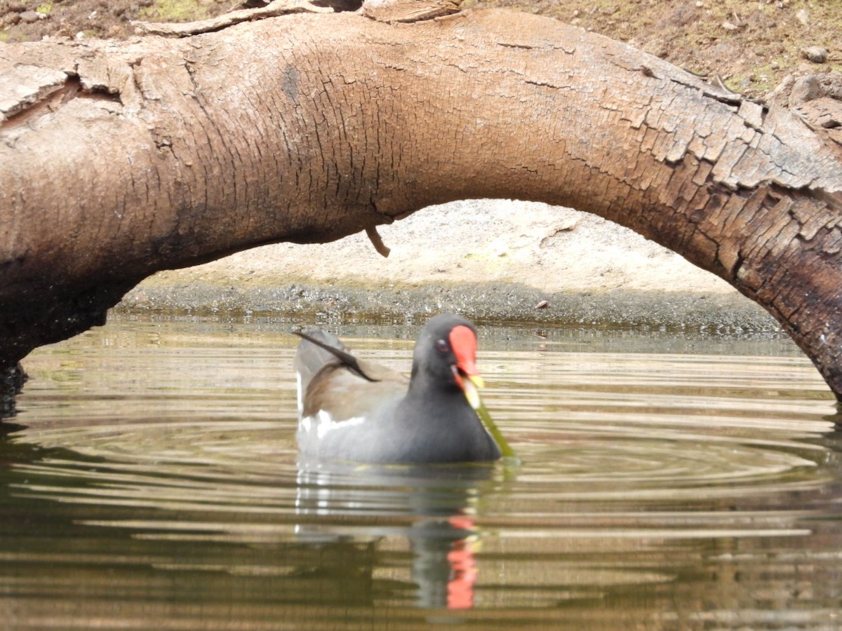 Eurasian Moorhen - ML645650381