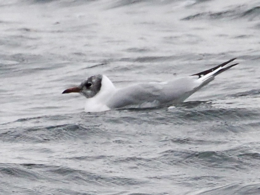 Black-headed Gull - ML645650384