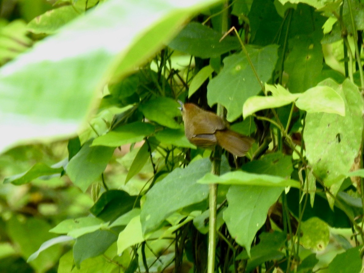 Pin-striped Tit-Babbler - ML645650385