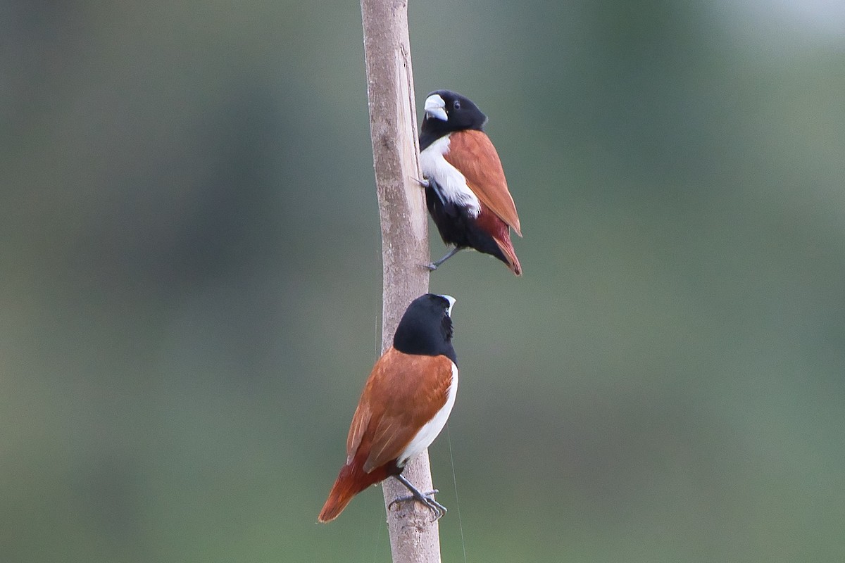 Tricolored Munia - ML645650399