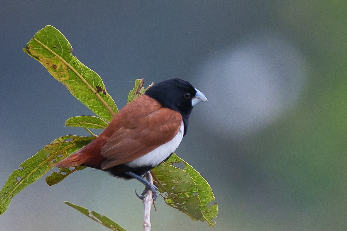 Tricolored Munia - ML645650400