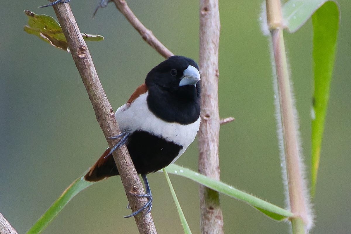 Tricolored Munia - ML645650401