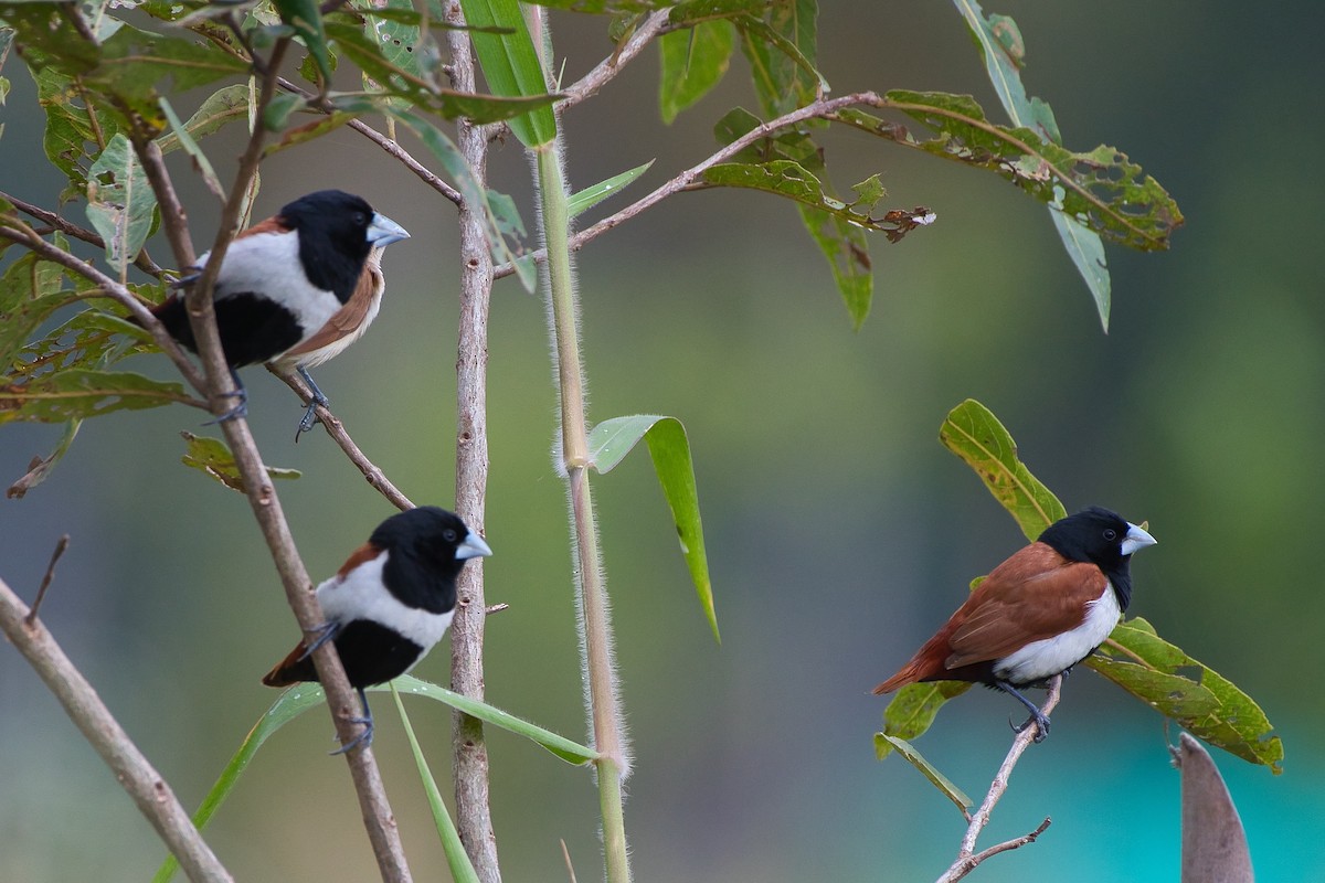 Tricolored Munia - ML645650402