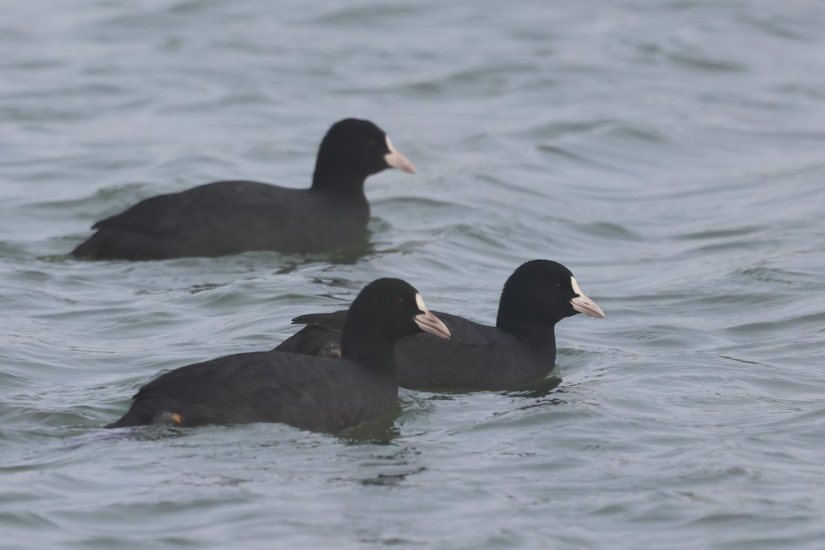 Eurasian Coot - ML645650405