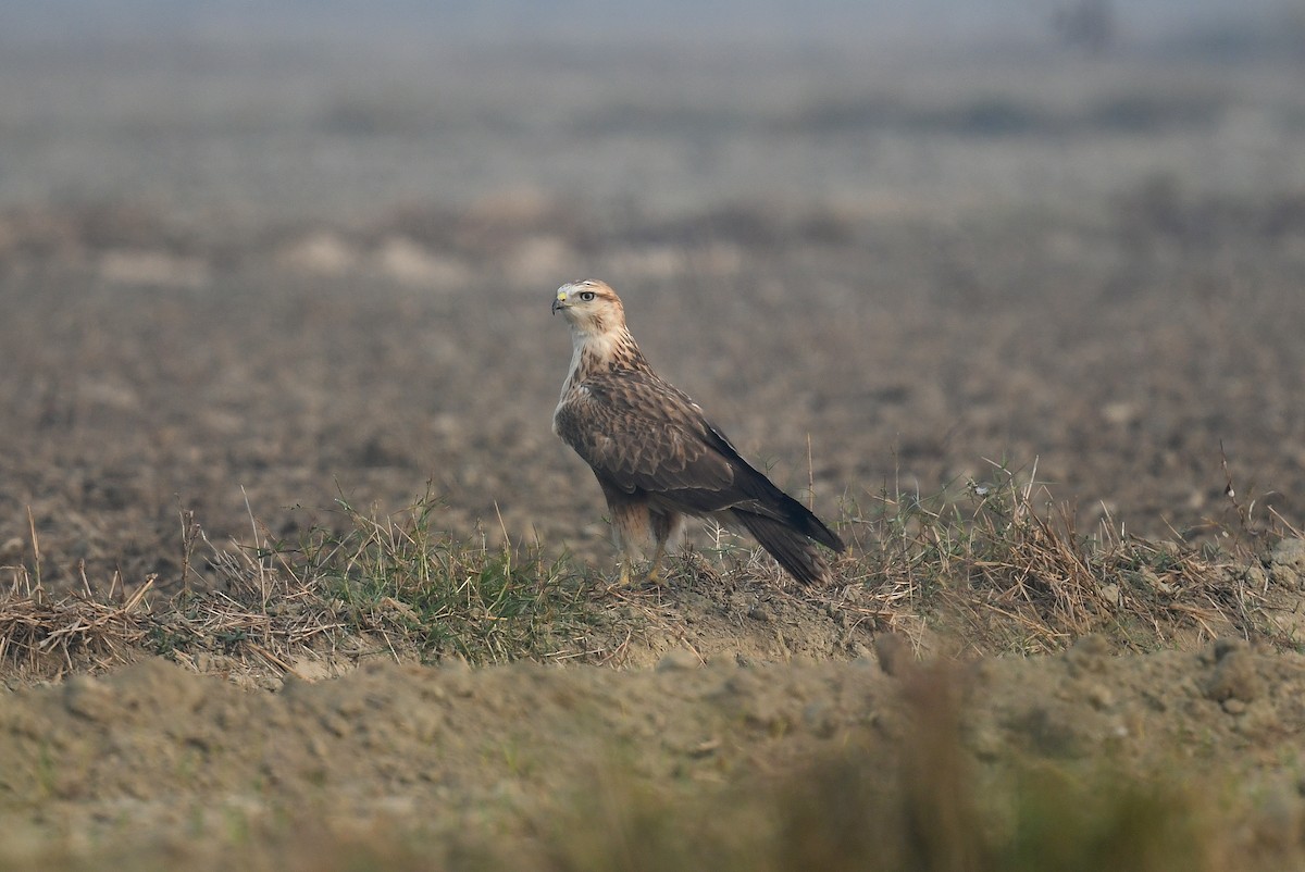 Long-legged Buzzard - ML645650407