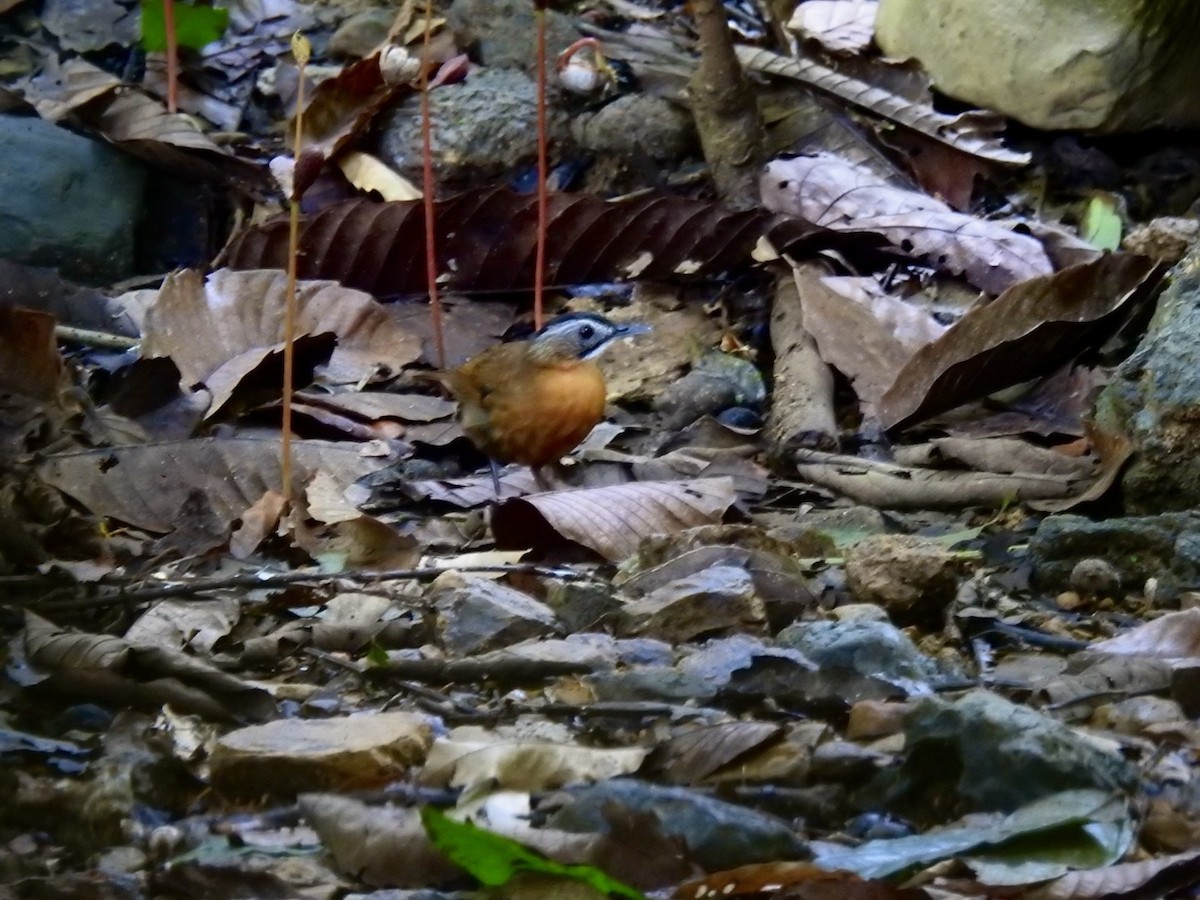 Malayan Black-capped Babbler - ML645650410