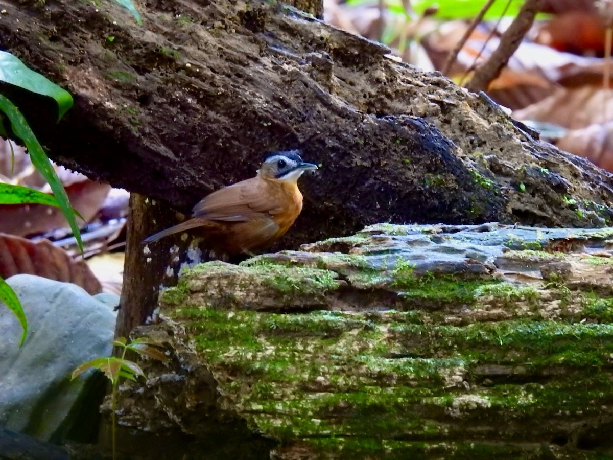 Malayan Black-capped Babbler - ML645650411