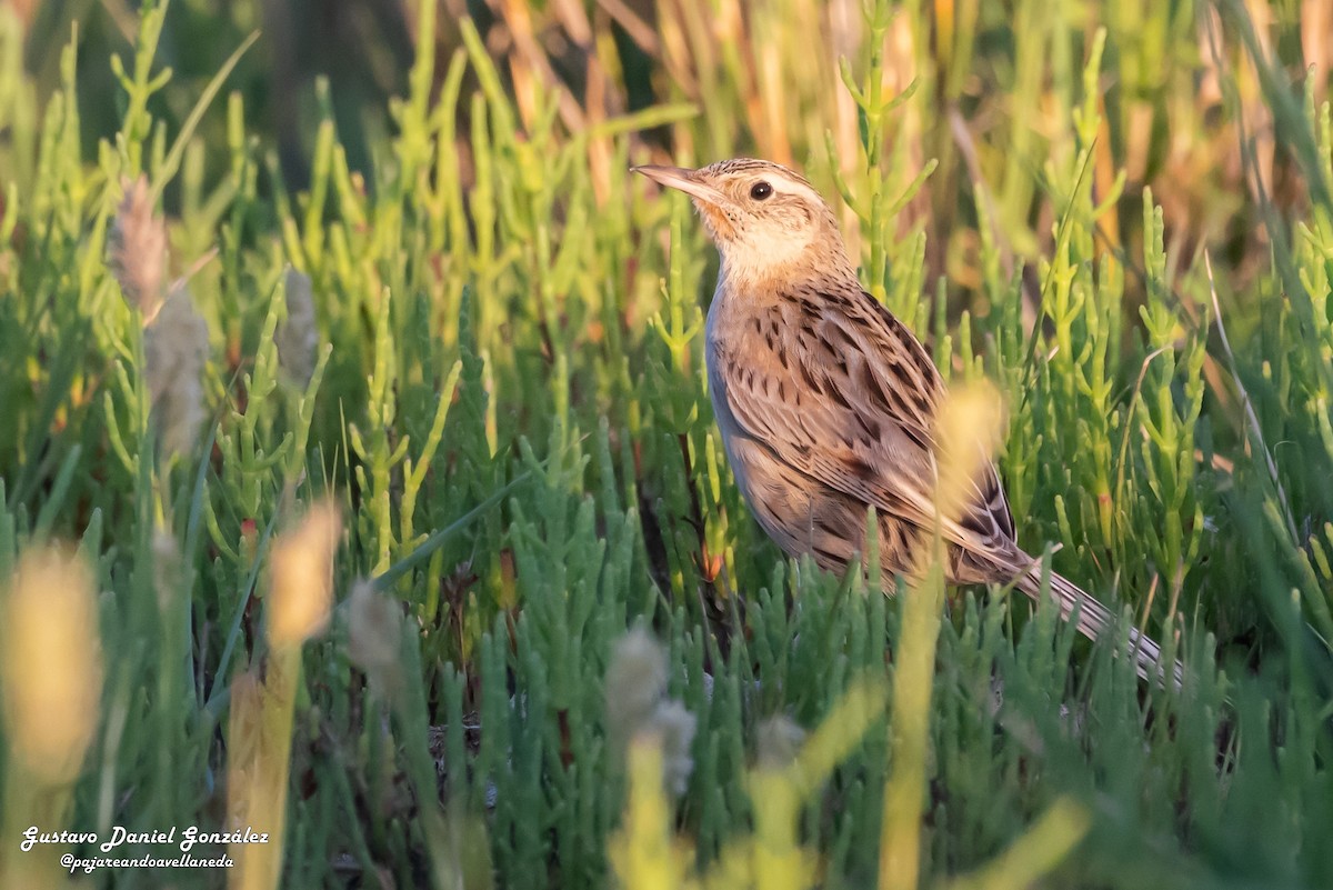 Hudson's Canastero - ML645650415