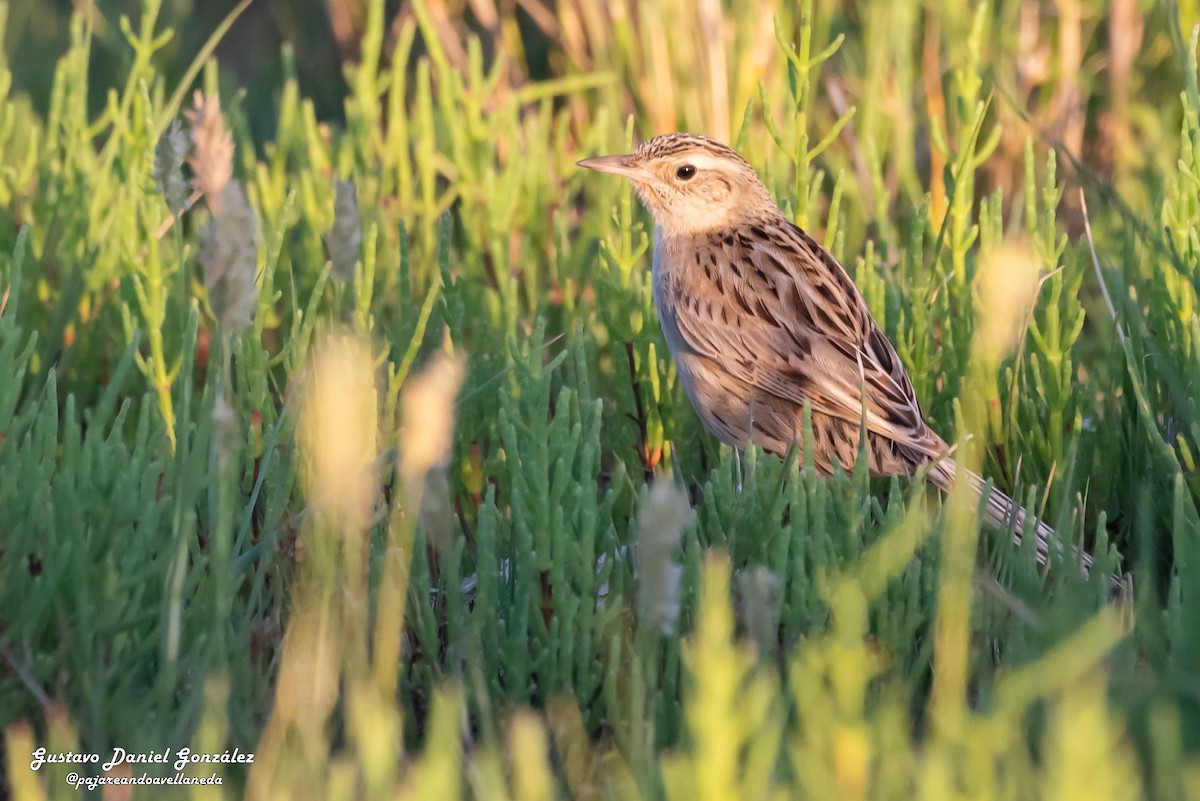 Hudson's Canastero - ML645650416