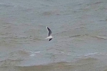 Little Gull - ML645650418
